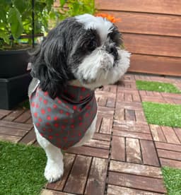 Dog pic