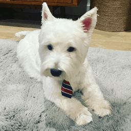Dog pic