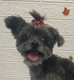 Dog pic